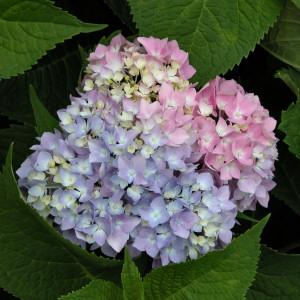image of Hydrangea macrophylla mixed color flower